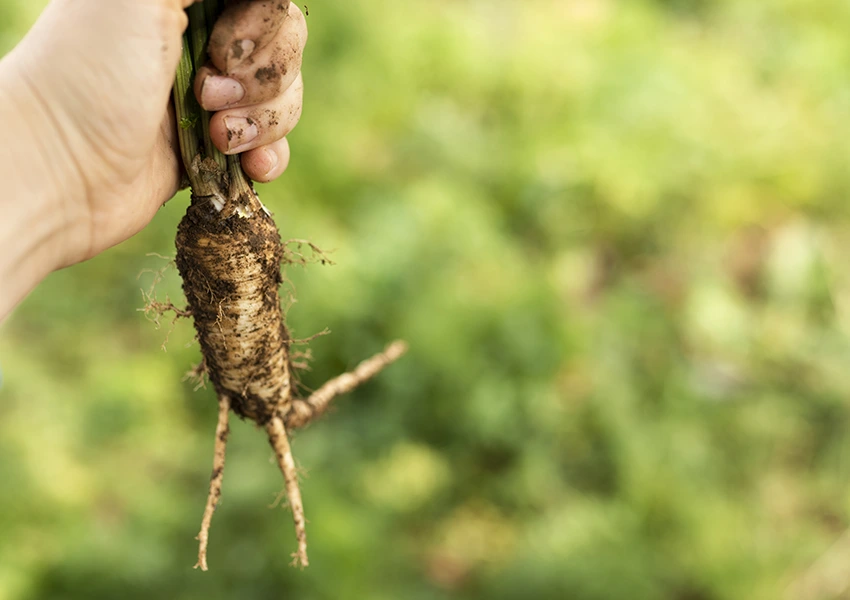 CULTIVER LE GINSENG